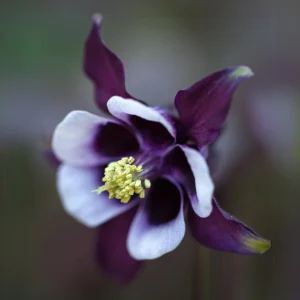 Aquilegia vulgaris Magpie Columbine Seeds - 25 Seeds - Cold Resistant Deciduous - Image 6