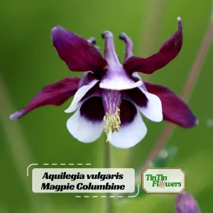 Aquilegia vulgaris Magpie Columbine Seeds - 25 Seeds - Cold Resistant Deciduous - Image 1