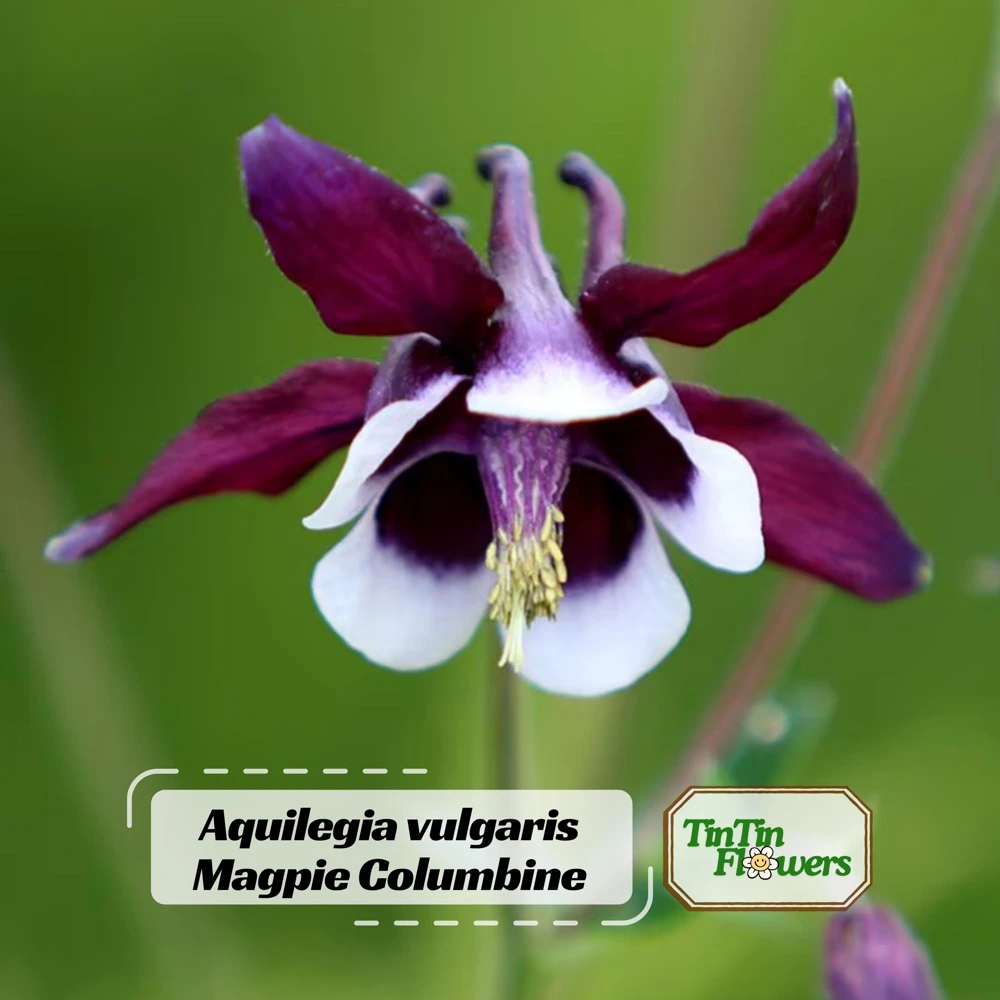 Aquilegia vulgaris Magpie Columbine Seeds - 25 Seeds - Cold Resistant Deciduous - Image 1