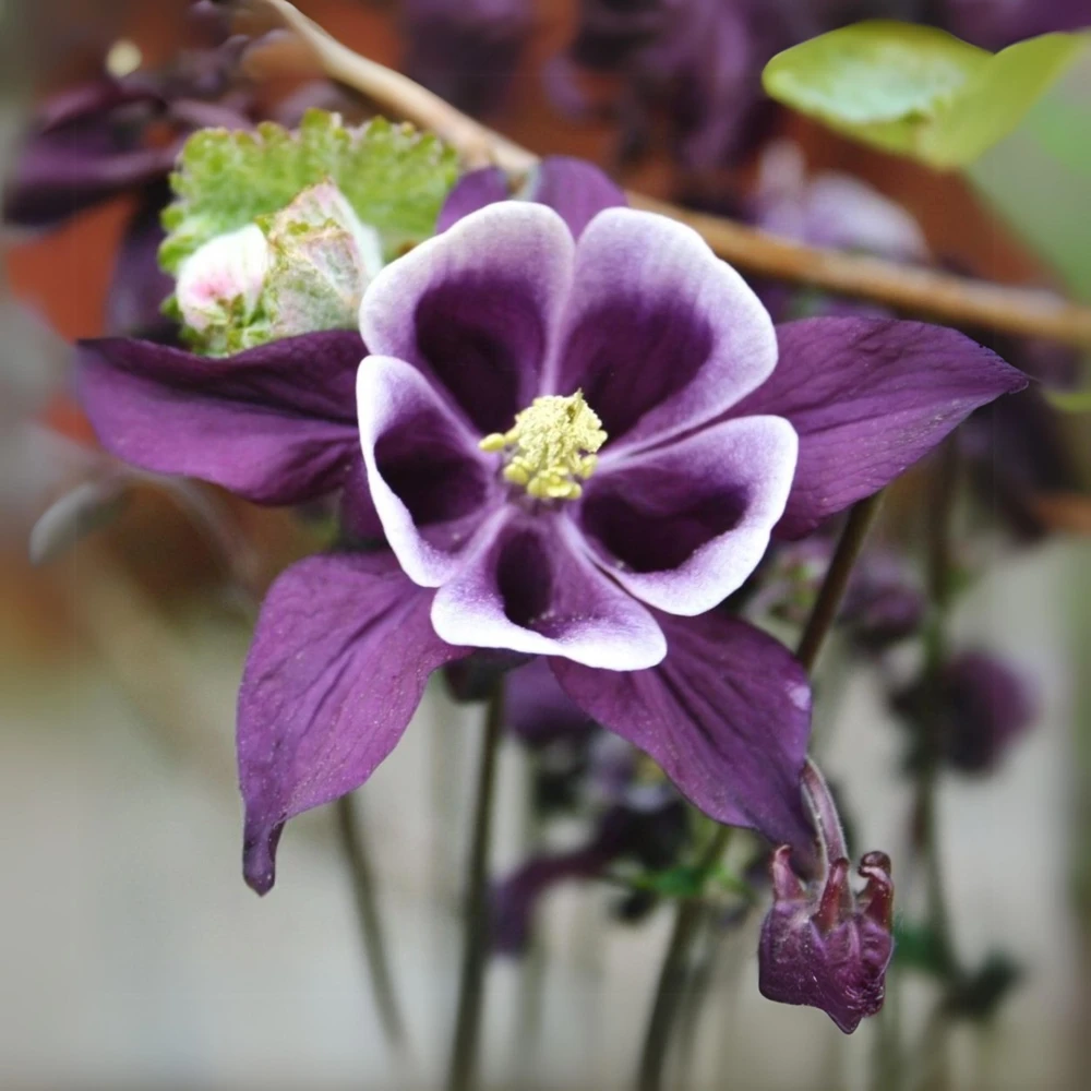 Aquilegia vulgaris Magpie Columbine Seeds - 25 Seeds - Cold Resistant Deciduous - Image 7