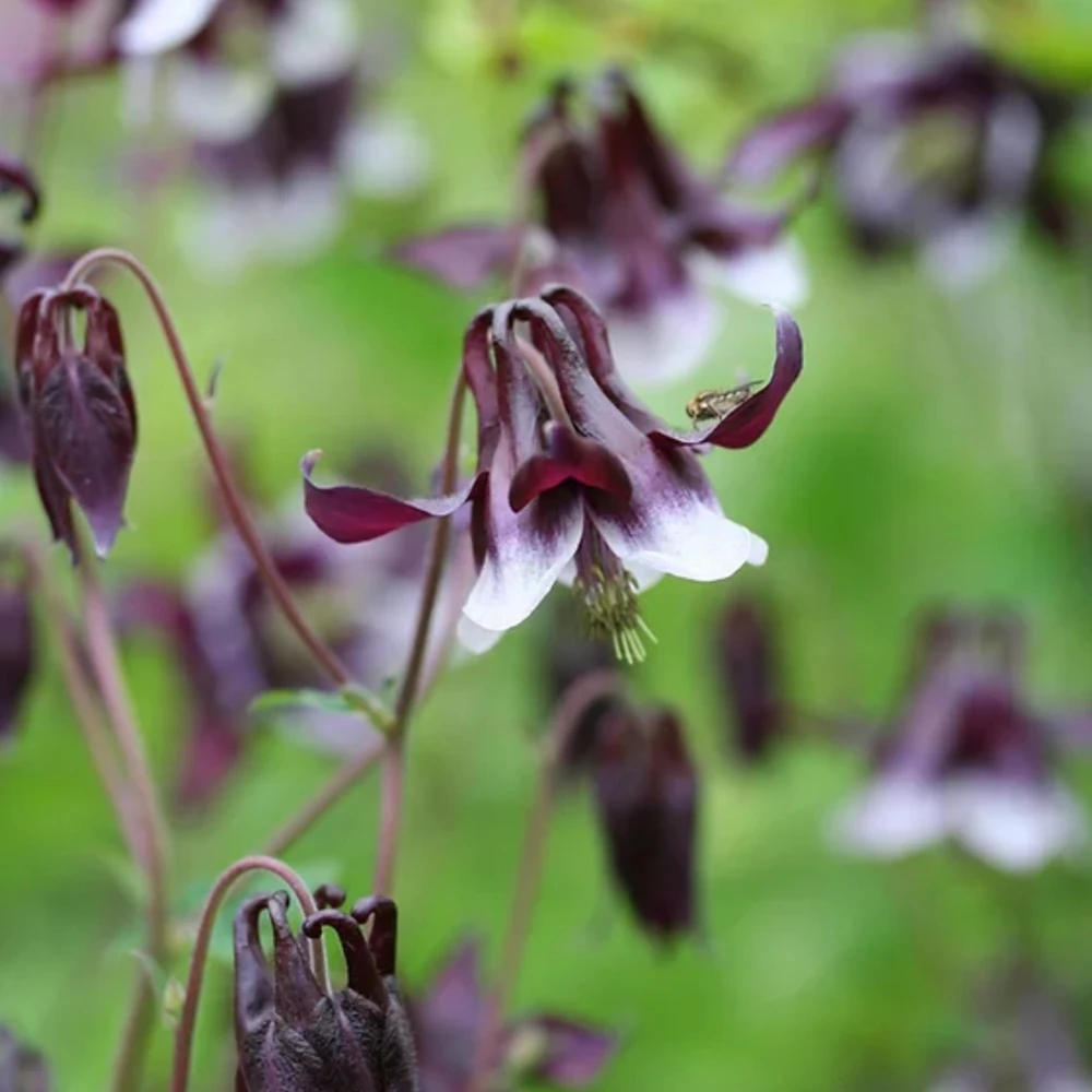 Aquilegia vulgaris Magpie Columbine Seeds - 25 Seeds - Cold Resistant Deciduous - Image 8