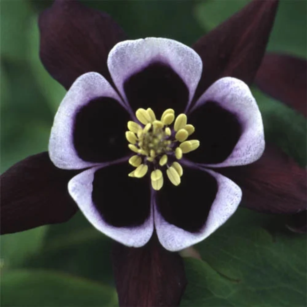 Aquilegia vulgaris Magpie Columbine Seeds - 25 Seeds - Cold Resistant Deciduous - Image 9