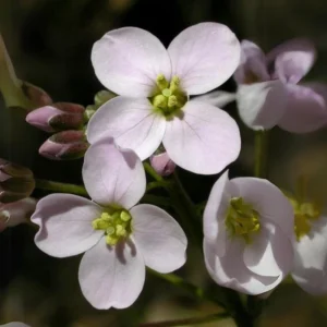 Arabis Seeds - Fragrant Rock Cress Perennial Groundcover - Attract Pollinators - 30 Seeds - Image 10
