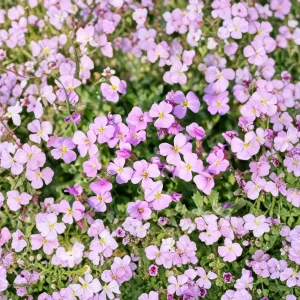 Arabis Seeds - Fragrant Rock Cress Perennial Groundcover - Attract Pollinators - 30 Seeds - Image 11