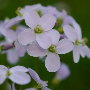 Arabis Seeds - Fragrant Rock Cress Perennial Groundcover - Attract Pollinators - 30 Seeds - Image 12