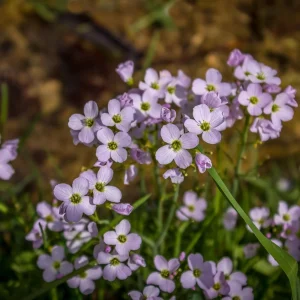 Arabis Seeds - Fragrant Rock Cress Perennial Groundcover - Attract Pollinators - 30 Seeds - Image 13