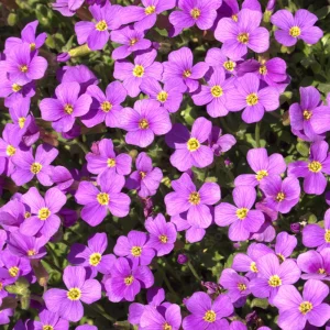 Arabis Seeds - Fragrant Rock Cress Perennial Groundcover - Attract Pollinators - 30 Seeds - Image 2
