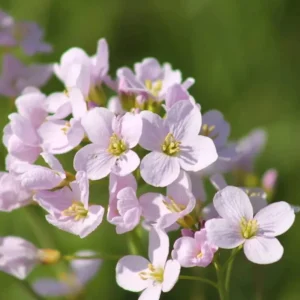 Arabis Seeds - Fragrant Rock Cress Perennial Groundcover - Attract Pollinators - 30 Seeds - Image 5