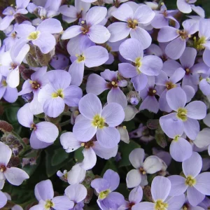 Arabis Seeds - Fragrant Rock Cress Perennial Groundcover - Attract Pollinators - 30 Seeds - Image 6