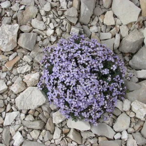 Arabis Seeds - Fragrant Rock Cress Perennial Groundcover - Attract Pollinators - 30 Seeds - Image 7