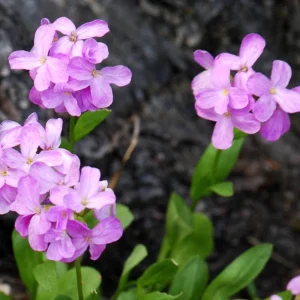 Arabis Seeds - Fragrant Rock Cress Perennial Groundcover - Attract Pollinators - 30 Seeds - Image 8