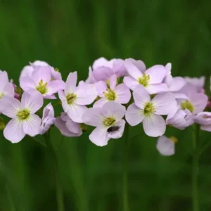 Arabis Seeds - Fragrant Rock Cress Perennial Groundcover - Attract Pollinators - 30 Seeds - Image 9
