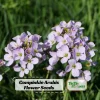 Arabis Seeds - Fragrant Rock Cress Perennial Groundcover - Attract Pollinators - 30 Seeds - Image 1