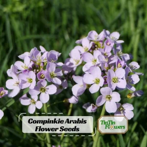 Arabis Seeds - Fragrant Rock Cress Perennial Groundcover - Attract Pollinators - 30 Seeds - Image 1