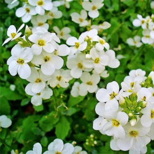 Arabis Snow Cap Rock Cress Flower Seeds - Perennial Groundcover - Attracts Pollinators - Image 10