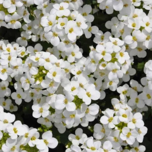 Arabis Snow Cap Rock Cress Flower Seeds - Perennial Groundcover - Attracts Pollinators - Image 11