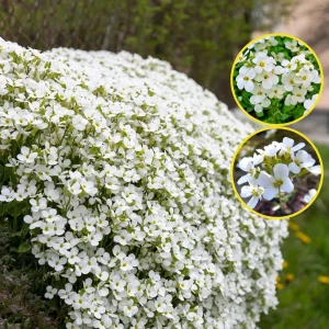 Arabis Snow Cap Rock Cress Flower Seeds - Perennial Groundcover - Attracts Pollinators - Image 12