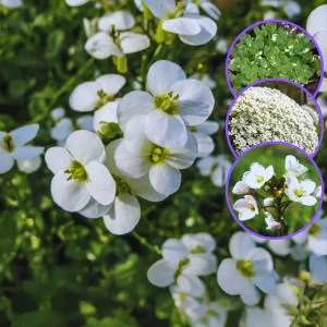 Arabis Snow Cap Rock Cress Flower Seeds - Perennial Groundcover - Attracts Pollinators - Image 13