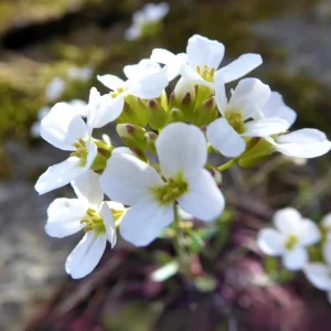 Arabis Snow Cap Rock Cress Flower Seeds - Perennial Groundcover - Attracts Pollinators - Image 14