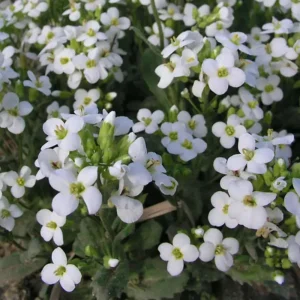 Arabis Snow Cap Rock Cress Flower Seeds - Perennial Groundcover - Attracts Pollinators - Image 15