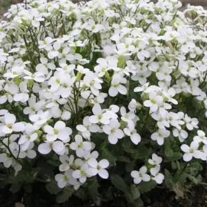 Arabis Snow Cap Rock Cress Flower Seeds - Perennial Groundcover - Attracts Pollinators - Image 16