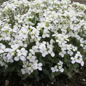Arabis Snow Cap Rock Cress Flower Seeds - Perennial Groundcover - Attracts Pollinators - Image 2