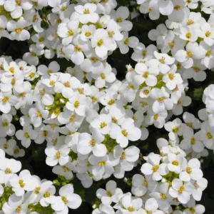 Arabis Snow Cap Rock Cress Flower Seeds - Perennial Groundcover - Attracts Pollinators - Image 3