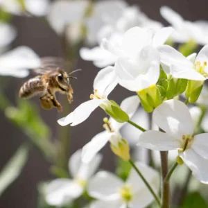 Arabis Snow Cap Rock Cress Flower Seeds - Perennial Groundcover - Attracts Pollinators - Image 4