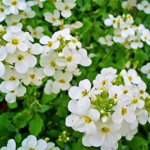 Arabis Snow Cap Rock Cress Flower Seeds - Perennial Groundcover - Attracts Pollinators - Image 5