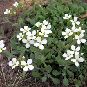 Arabis Snow Cap Rock Cress Flower Seeds - Perennial Groundcover - Attracts Pollinators - Image 6