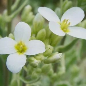 Arabis Snow Cap Rock Cress Flower Seeds - Perennial Groundcover - Attracts Pollinators - Image 7