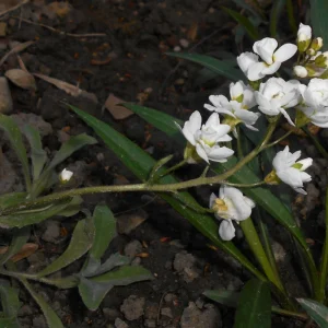 Arabis Snow Cap Rock Cress Flower Seeds - Perennial Groundcover - Attracts Pollinators - Image 8
