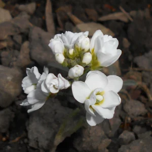 Arabis Snow Cap Rock Cress Flower Seeds - Perennial Groundcover - Attracts Pollinators - Image 9