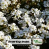Arabis Snow Cap Rock Cress Flower Seeds - Perennial Groundcover - Attracts Pollinators - Image 1