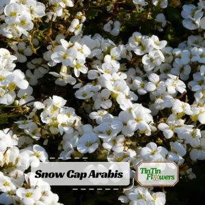 Arabis Snow Cap Rock Cress Flower Seeds - Perennial Groundcover - Attracts Pollinators - Image 1