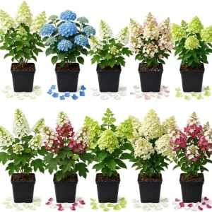 Assorted Hydrangea Live Plants - 2-Pack, 6-12 Inch Tall, 4-Inch Pot, Outdoor Flowering Shrub - Image 1