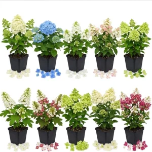 Assorted Hydrangea Live Plants - 3 Pack, 6-12 Inch Tall, 4 Inch Pot, Outdoor Flowering Shrub - Image 2