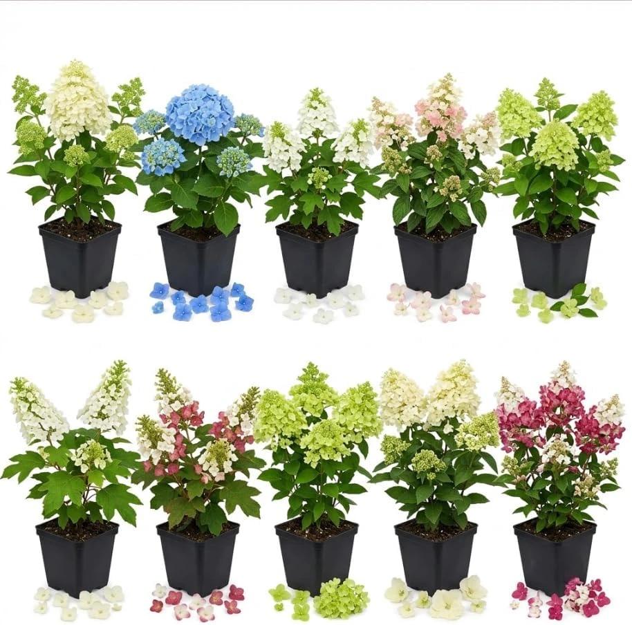 Assorted Hydrangea Live Plants - 3 Pack, 6-12 Inch Tall, 4 Inch Pot, Outdoor Flowering Shrub - Image 2