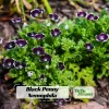 Baby Blue Eyes Seeds - Nemophila maculata - 30 Seeds - Easy Annual Flower - Image 1