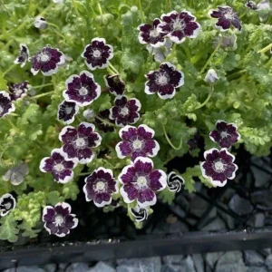 Baby Blue Eyes Seeds - Nemophila maculata - 30 Seeds - Easy Annual Flower - Image 10