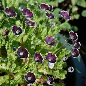 Baby Blue Eyes Seeds - Nemophila maculata - 30 Seeds - Easy Annual Flower - Image 11