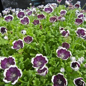 Baby Blue Eyes Seeds - Nemophila maculata - 30 Seeds - Easy Annual Flower - Image 12