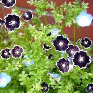 Baby Blue Eyes Seeds - Nemophila maculata - 30 Seeds - Easy Annual Flower - Image 2