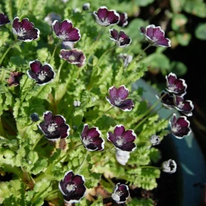Baby Blue Eyes Seeds - Nemophila maculata - 30 Seeds - Easy Annual Flower - Image 3