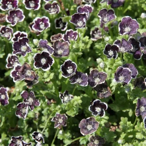 Baby Blue Eyes Seeds - Nemophila maculata - 30 Seeds - Easy Annual Flower - Image 4