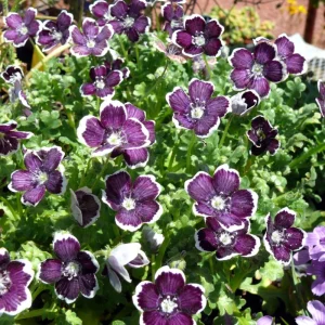 Baby Blue Eyes Seeds - Nemophila maculata - 30 Seeds - Easy Annual Flower - Image 5