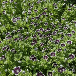 Baby Blue Eyes Seeds - Nemophila maculata - 30 Seeds - Easy Annual Flower - Image 6