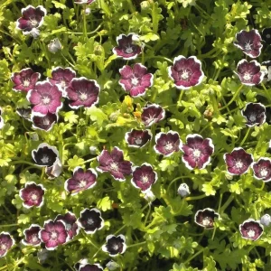 Baby Blue Eyes Seeds - Nemophila maculata - 30 Seeds - Easy Annual Flower - Image 8