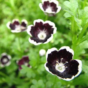Baby Blue Eyes Seeds - Nemophila maculata - 30 Seeds - Easy Annual Flower - Image 9
