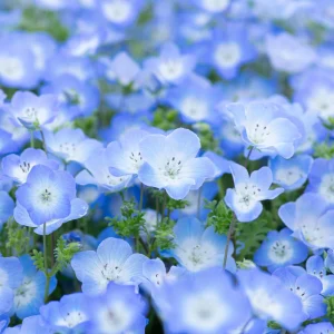 Baby Blue Eyes Seeds – Nemophila Menziesii – 30 Seeds – Soft Blue Spring Annual for Partial Shade Gardens - Image 10